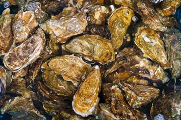 A close-up of a pile of fresh oysters on a wet surface. The oysters are various shades of brown and have a rough, textured appearance. The background is a blur of light blue-green water.