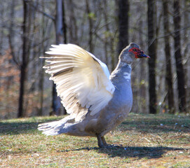 Duck about to take flight 