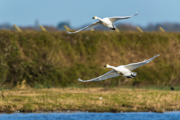 Tundra Swan, Bewick's Swan, Cygnus columbianus in flight at winter in Slimbridge, England