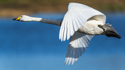 Tundra Swan, Bewick's Swan, Cygnus columbianus in flight at winter in Slimbridge, England