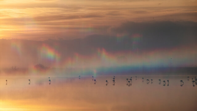 Misty Toledo Lagoons at Sunrise with Greater Flamingos