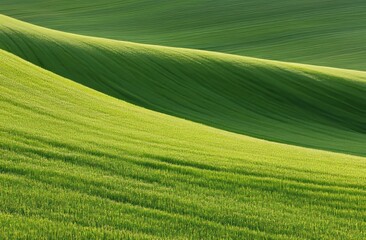 Obraz premium green field of rice