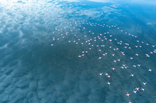 Aerial View of Greater Flamingos in Toledo Lagoons, Spain