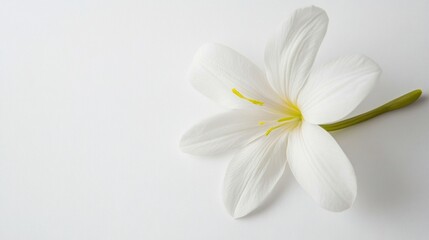 Fototapeta premium A solitary white flower with delicate petals and a green stem rests on a plain background