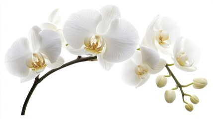 Fototapeta premium Elegant White Orchid Flowers Blooming on a Branch Against a Pure White Background