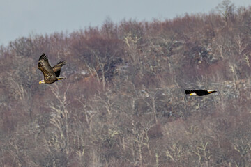 Bald Eagle
