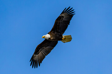 Naklejka premium Bald Eagle