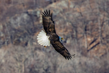 Bald Eagle