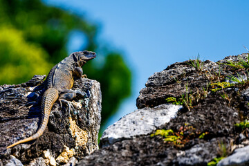 Iguana taking a sunbath