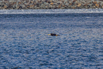 Fototapeta premium Bald Eagle