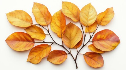 Obraz premium Golden Autumn Leaves Branch on White Background