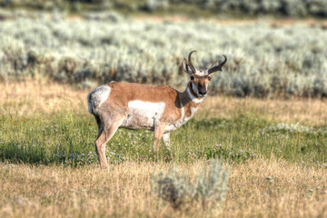 Antelope standing in the field at Lamar Valley © Paul