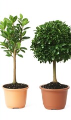 Obraz premium Two potted bonsai trees, indoor plants, white background, home decor, website use