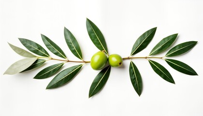 Fresh olive branch with vibrant green leaves, two unripe olives. Isolated against white backdrop. Natural organic plant element. Ideal for food, drink eco-related design projects. Healthy vegetarian