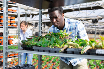 African-american man gardener carrying box with seedlings while working in hothouse.