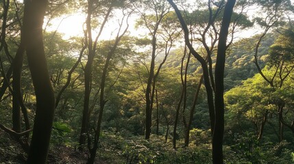 Fototapeta premium Sunlit Canopy A Forest Scene Of Lush Green Trees