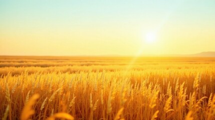 Obraz premium Golden Hour in a Serene Wheat Field, Bathed in the Warm Glow of the Setting Sun, Creating a Tranquil and Peaceful Atmosphere