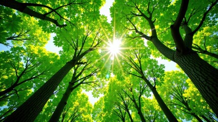 Fototapeta premium Radiant Sunlight Filtering Through Lush Green Canopy of Trees in a Vibrant Forest
