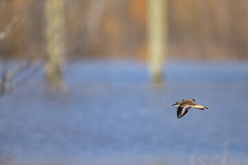flying bird