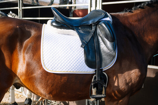 Elegant black dressage saddle on brown horse in stable