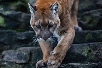 Mountain Lion