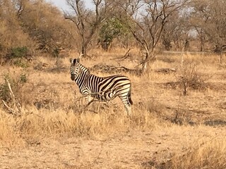 zebra in kruger national park