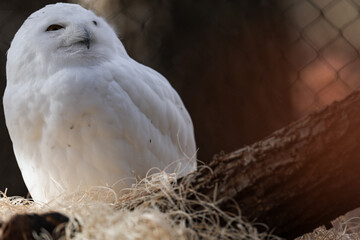 Snow Owl