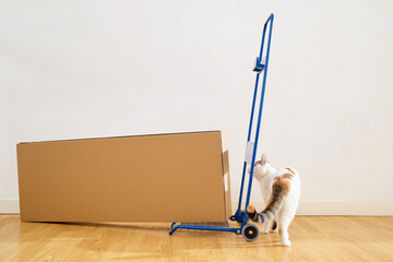 Cat investigating a moving dolly and cardboard box