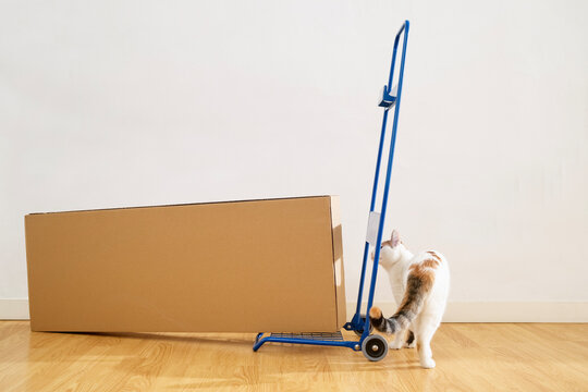 Cat investigating a moving dolly and cardboard box