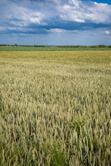 A Beautiful Golden Wheat Field is Stretching Beneath a Dramatic Cloudy Sky that is Above