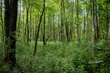 Naklejka premium A Lush Green Forest Filled with Tall Trees, Underbrush, and Vibrant Natural Life