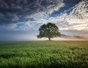 A solitary tree stands majestically in a misty green meadow under dramatic morning clouds and sunlight.