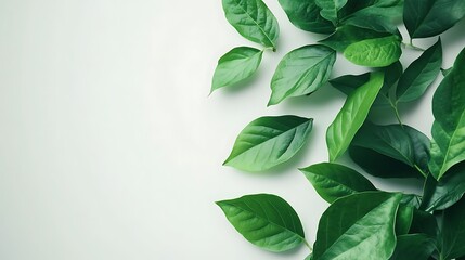 Fototapeta premium Vibrant Green Leaves on White Background: Nature's Serenity