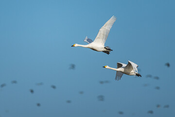 Tundra Swan, Bewick's Swan, Cygnus columbianus in flight at winter in Slimbridge, England