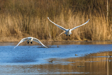 Tundra Swan, Bewick's Swan, Cygnus columbianus in flight at winter in Slimbridge, England