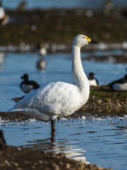 Fototapeta premium Tundra Swan, Bewick's Swan, Cygnus columbianus at winter in Slimbridge, England