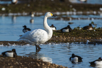 Tundra Swan, Bewick's Swan, Cygnus columbianus at winter in Slimbridge, England