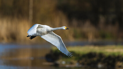 Tundra Swan, Bewick's Swan, Cygnus columbianus in flight at winter in Slimbridge, England