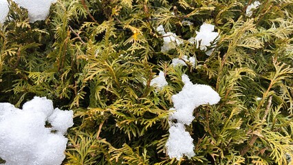 Snow-Dotted Covered Hedge
