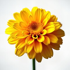 Single bright yellow marigold flower isolated on white background. Detailed close-up view of flower petals, center. Vibrant colors. Natural beauty. Floral design. Spring summer season. Potentially