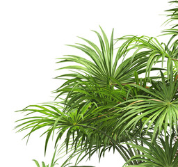 palm Tree isolated on white background. also known as the chamaerops humilis, European fan palm, Phoenix roebelenii, dwarf date palm, pygmy date palm, robellini palm, Chusan palm, windmill palm.
