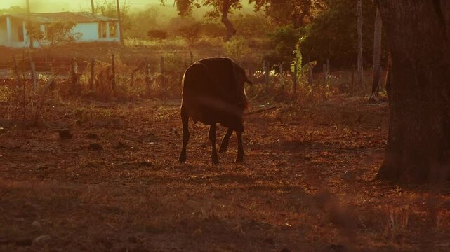bois no campo 