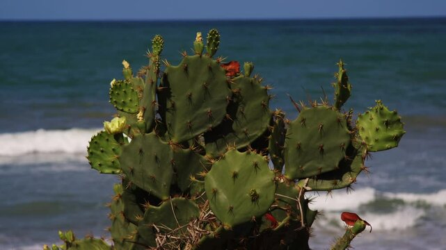 cactos na praia do nordeste 
