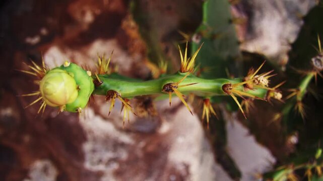 cactos na praia do nordeste 