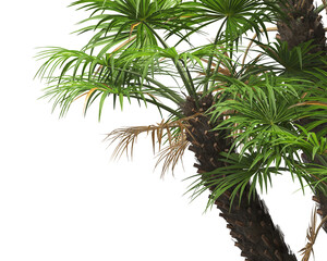 palm Tree isolated on white background. also known as the chamaerops humilis, European fan palm,...
