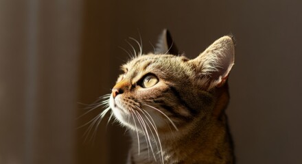 Cat is looking up at the camera