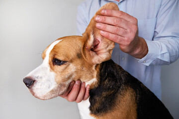 A veterinarian checks the ears of a beagle dog. Pet care. Examination of the dog at the veterinary...