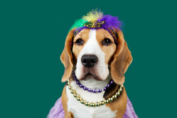 A beagle dog in costume for the Mardi Gras festival. The concept of humanizing pets. Green isolated background  © Viktoriya