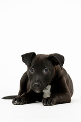 An Adorable and Playful Black Puppy Taking a Relaxing Moment on a White Background