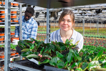 Positive female florist arranging blooming begonias in plastic pot trays on metal rack while...